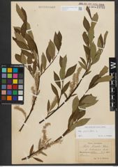 Foto von Salix phylicifolia L.